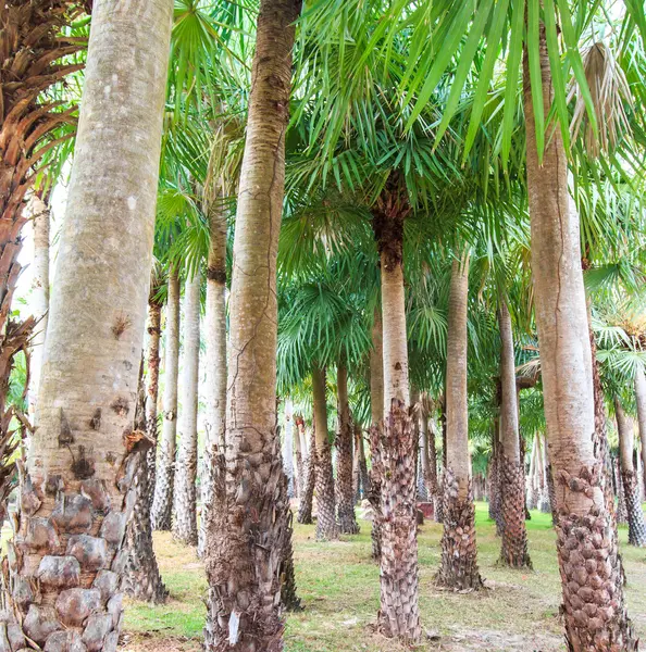 Plantación de palma y camino —  Fotos de Stock