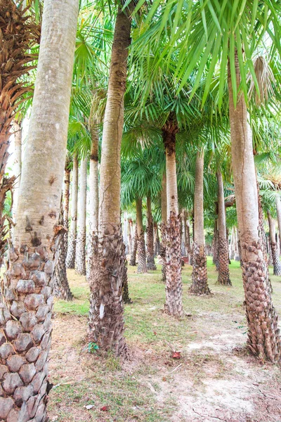 棕榈种植园和方式 — 图库照片