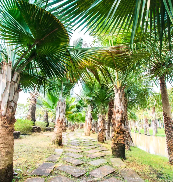 Plantación de palma y camino — Foto de Stock