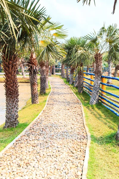 Plantación de palma y camino — Foto de Stock