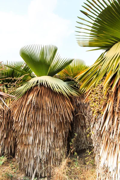 Palm Plantation and way — Stock Photo, Image