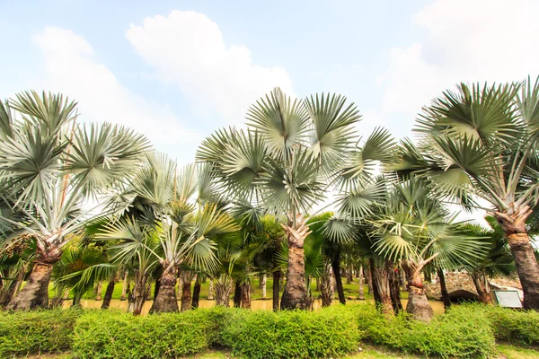 Plantáže palmy a způsob — Stock fotografie