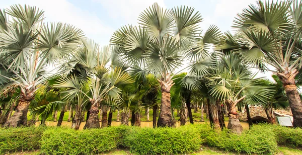 Palm Plantation and way — Stock Photo, Image