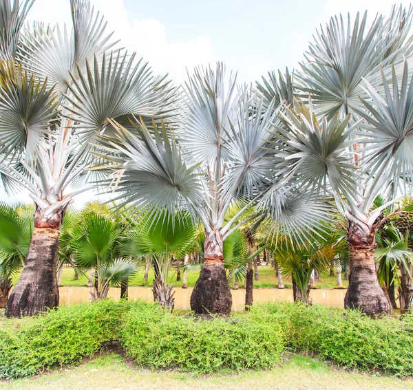 Plantación de palma y camino — Foto de Stock