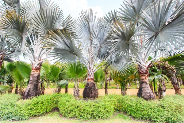 Plantación de palma y camino — Foto de Stock