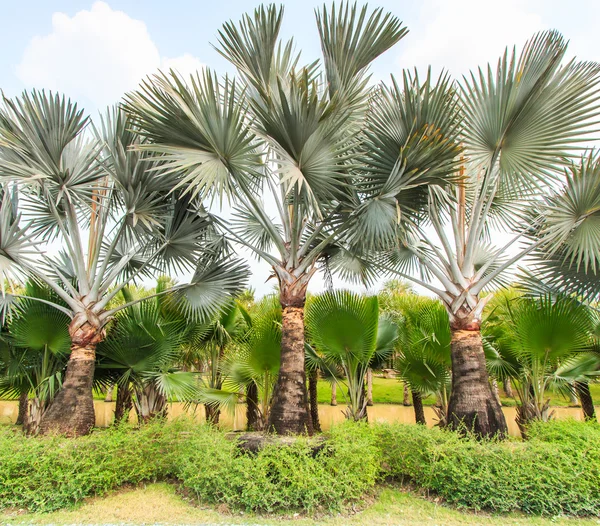 Пальмовая плантация и путь — стоковое фото