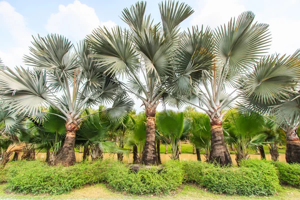 Plantación de palma y camino — Foto de Stock