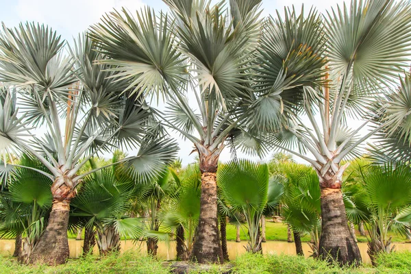 Palm Plantation and way — Stock Photo, Image