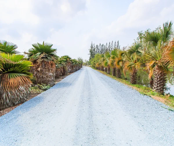 Palm plantage en manier — Stockfoto