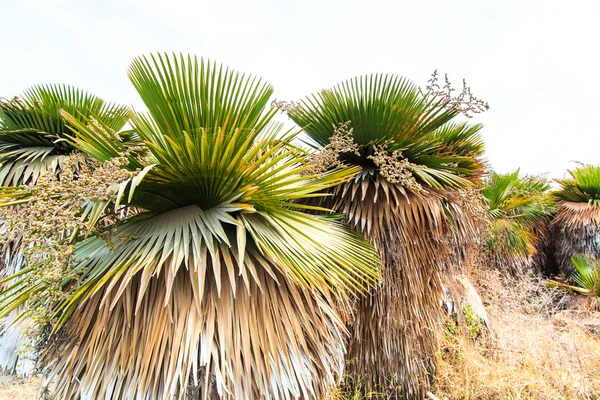 Palm Plantation and way — Stock Photo, Image