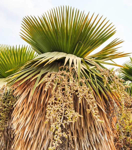 Palm Plantation and way — Stock Photo, Image