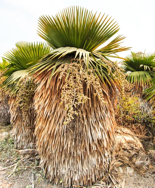 Palm Plantation and way — Stock Photo, Image