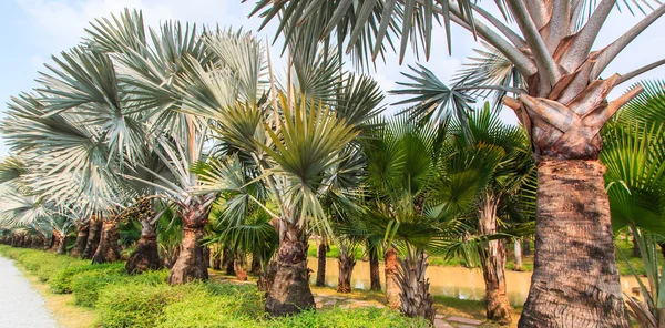 Palm Plantation and way — Stock Photo, Image