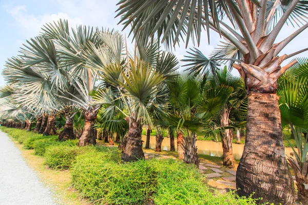 Palm Plantation and way — Stock Photo, Image