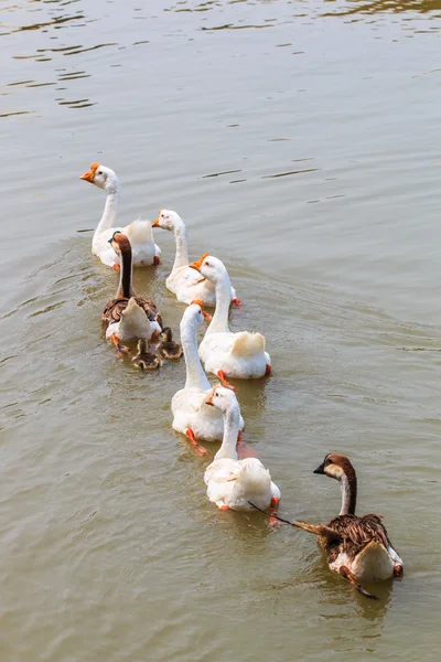 Schwimmende Gänse — Stockfoto