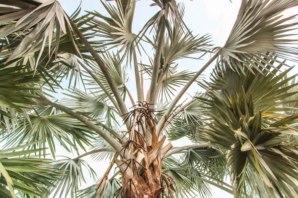 Palm Plantation and way — Stock Photo, Image