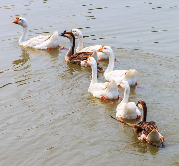 Schwimmende Gänse — Stockfoto