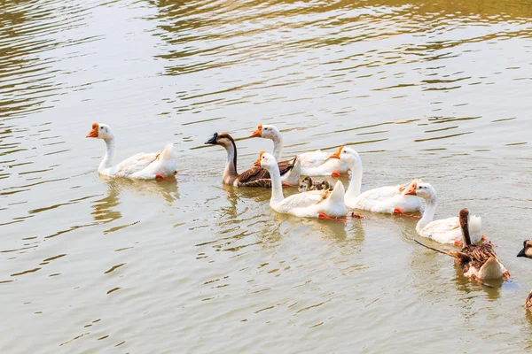 Schwimmende Gänse — Stockfoto