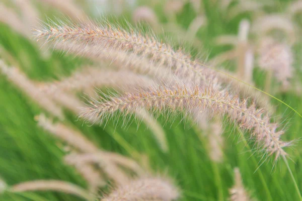 Reed de grama — Fotografia de Stock