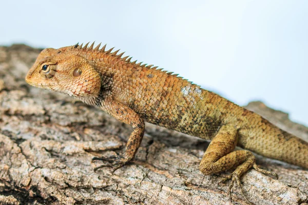 Armata Lizard on tree — Stock Photo, Image