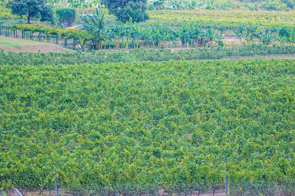 Winogrona na wino z zielonych liści — Zdjęcie stockowe