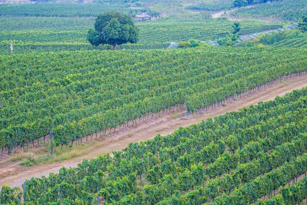 Uvas en la vid con hojas verdes — Foto de Stock