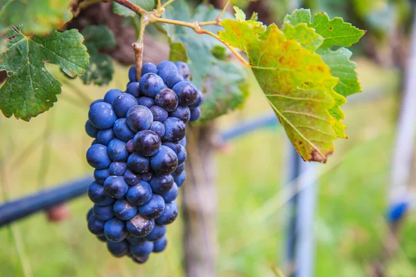 Vinha cacho de uvas — Fotografia de Stock