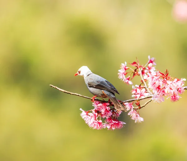 Vogel auf Kirschblüte — Stockfoto