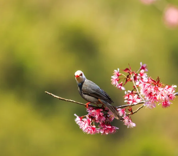 Pájaro en flor de cerezo — Foto de Stock