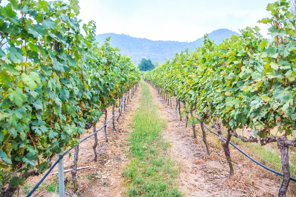 Vineyard Bunch of grapes — Stock Photo, Image