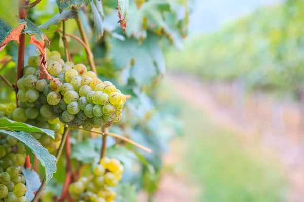 Weintrauben im Weinberg — Stockfoto