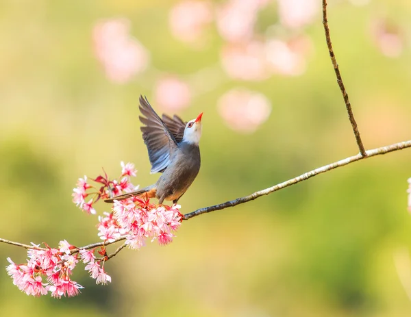 Fugl på kirsebærblomst – stockfoto
