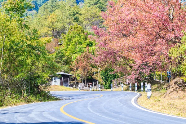 Yol kenarında var kiraz çiçeği — Stok fotoğraf