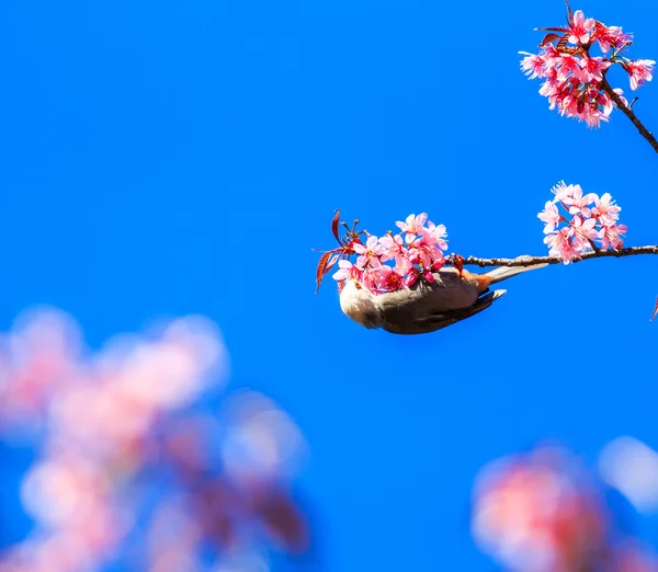 Vogel auf Kirschblüte — Stockfoto