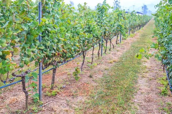 Vineyard Bunch of grapes — Stock Photo, Image