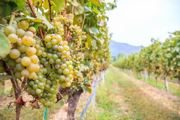 Виноградная гроздь винограда — стоковое фото