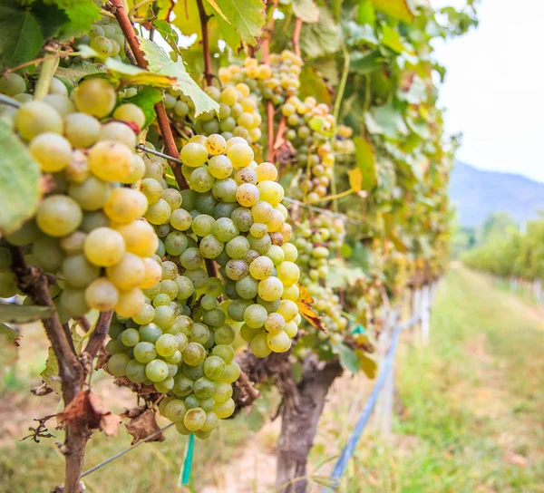 Viñedo Ramo de uvas —  Fotos de Stock
