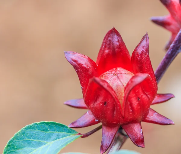 Roselle bitki — Stok fotoğraf