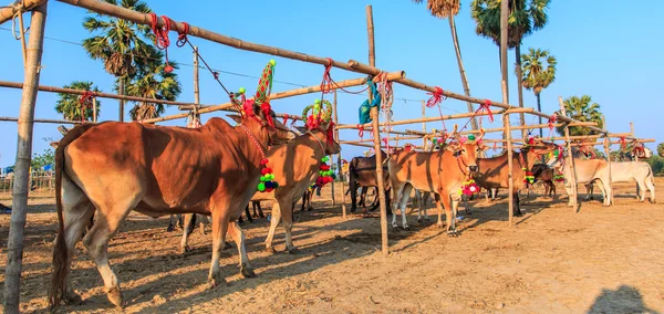 Щорічний ярмарок красивих корів — стокове фото