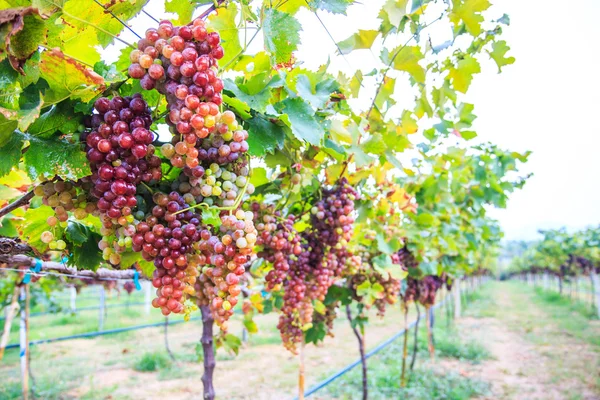 Vinha cacho de uvas — Fotografia de Stock