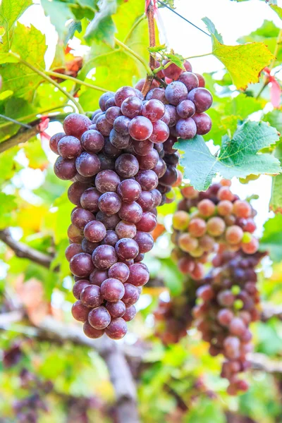 Vinha cacho de uvas — Fotografia de Stock