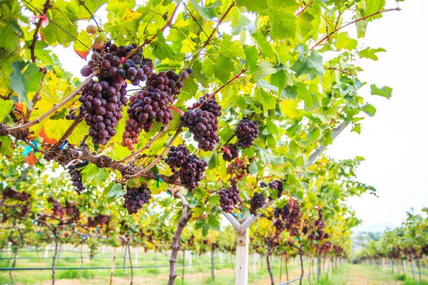 Weintrauben im Weinberg — Stockfoto