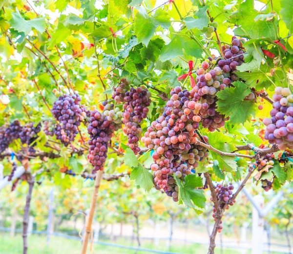 Vinhagerlag av druer – stockfoto