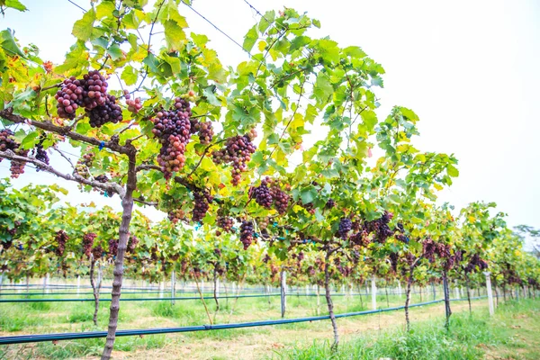 Vineyard Bunch of grapes — Stock Photo, Image