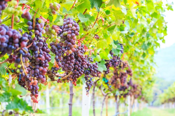 Weintrauben im Weinberg — Stockfoto