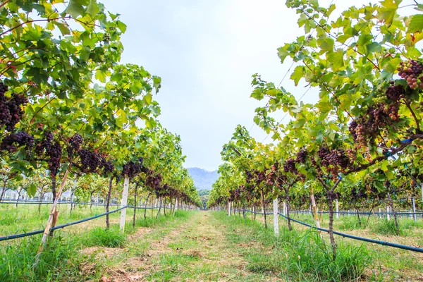 Vineyard Bunch of grapes — Stock Photo, Image