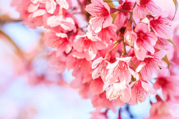 桜の花の背景 — ストック写真