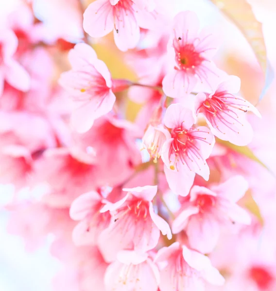 Sakura bloemen achtergrond — Stockfoto