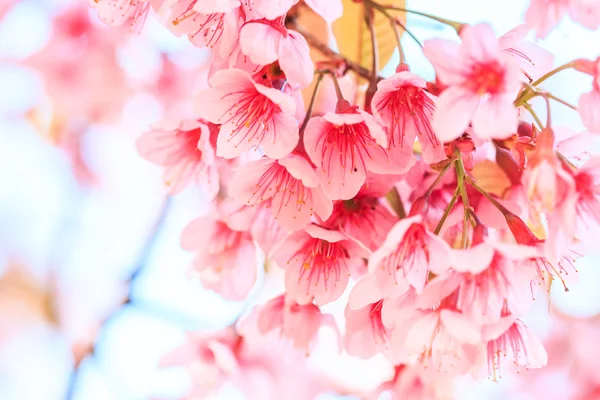 Sakura λουλούδια φόντο — Φωτογραφία Αρχείου