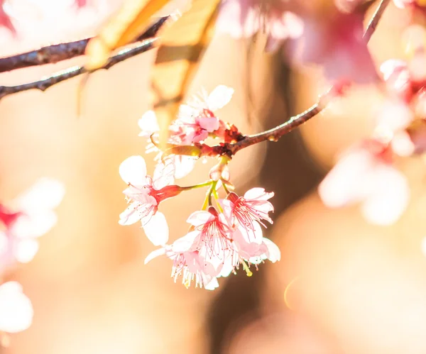 Sakura flores fundo — Fotografia de Stock